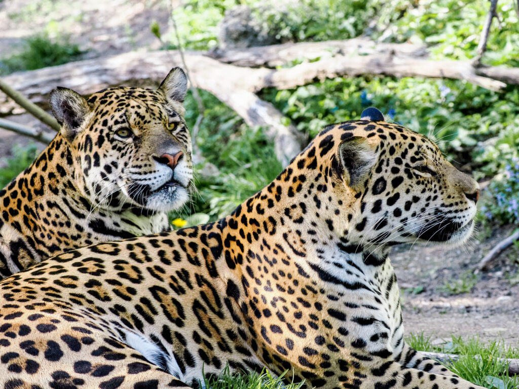 staedereisen-oesterreich-salzburg-jaguar_limari_maira_zoosbg_angie_koeppl