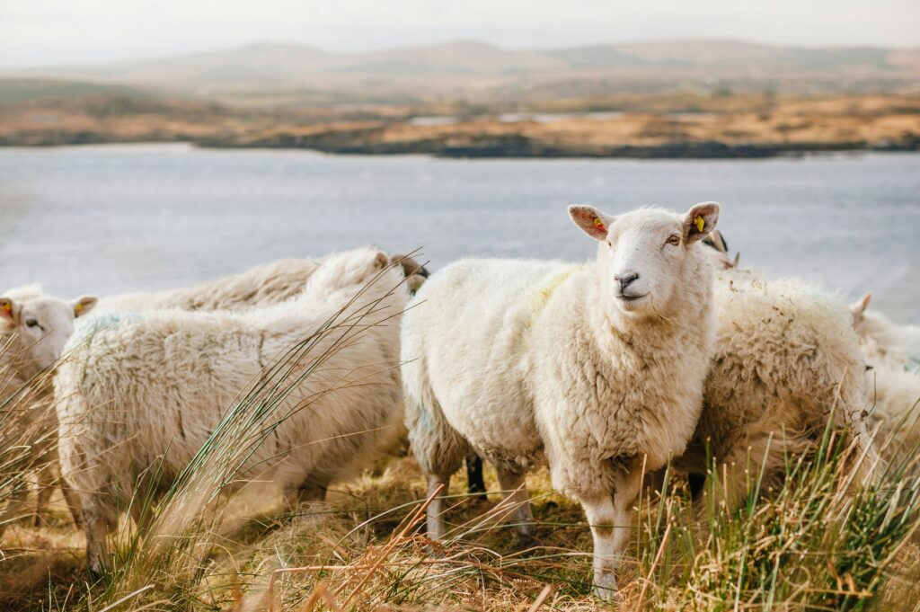 staedtereise-irland-schafe-j-schiemann-g-O9LQV51Qc-unsplash