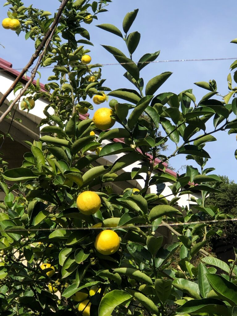 staedtereisen-italien-neapel-zitronengarten-beatriz-monteiro-TNeY6aCuPI0-unsplash