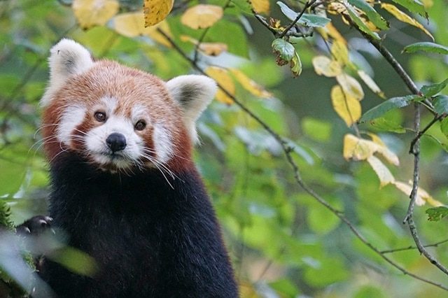 youngaustria-hellbrunn-zoo-salzburg