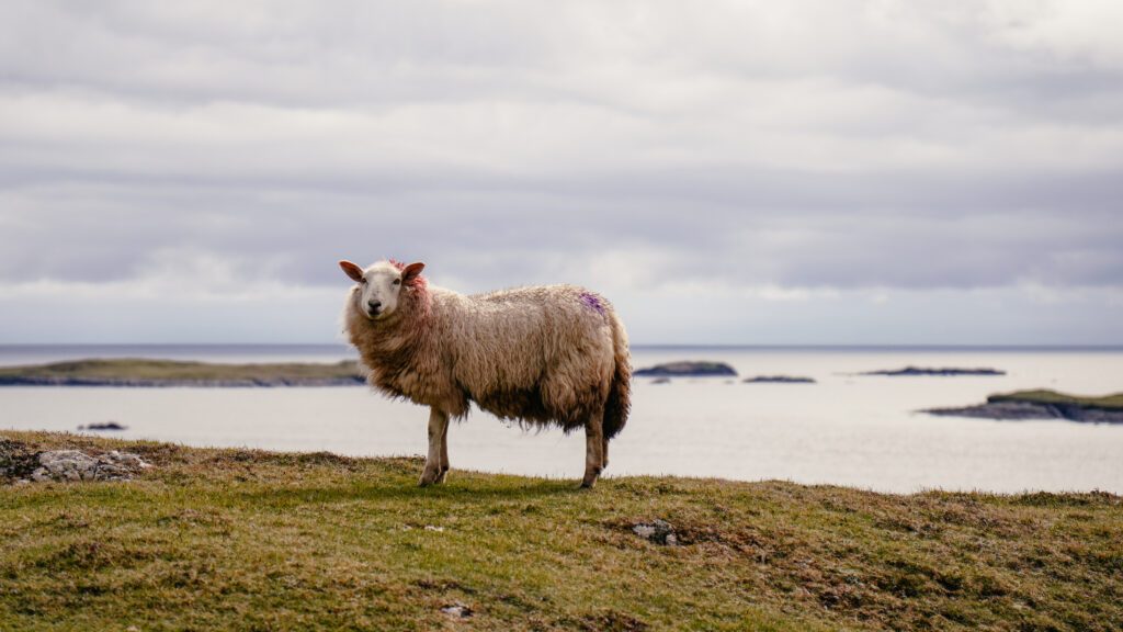 staedtereise-irland-galway-connemara-wild-atlanticway-couchflucht-05-master-1
