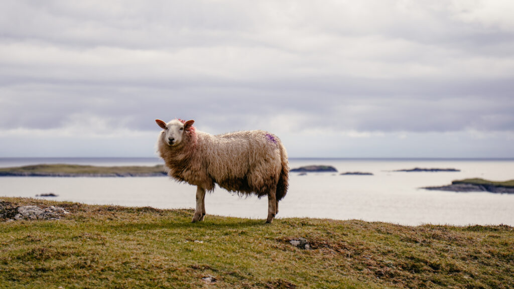 staedtereise-irland-galway-connemara-wild-atlanticway-couchflucht-05-master