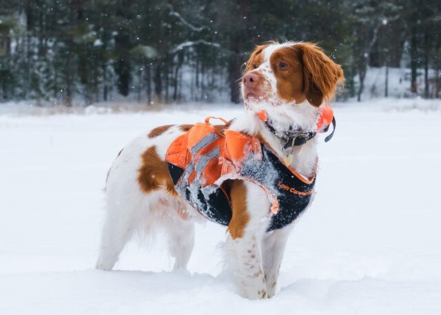 youngaustria-wintersportwoche-alternativprogramm-snow-dogs-harry-gillen-unsplash